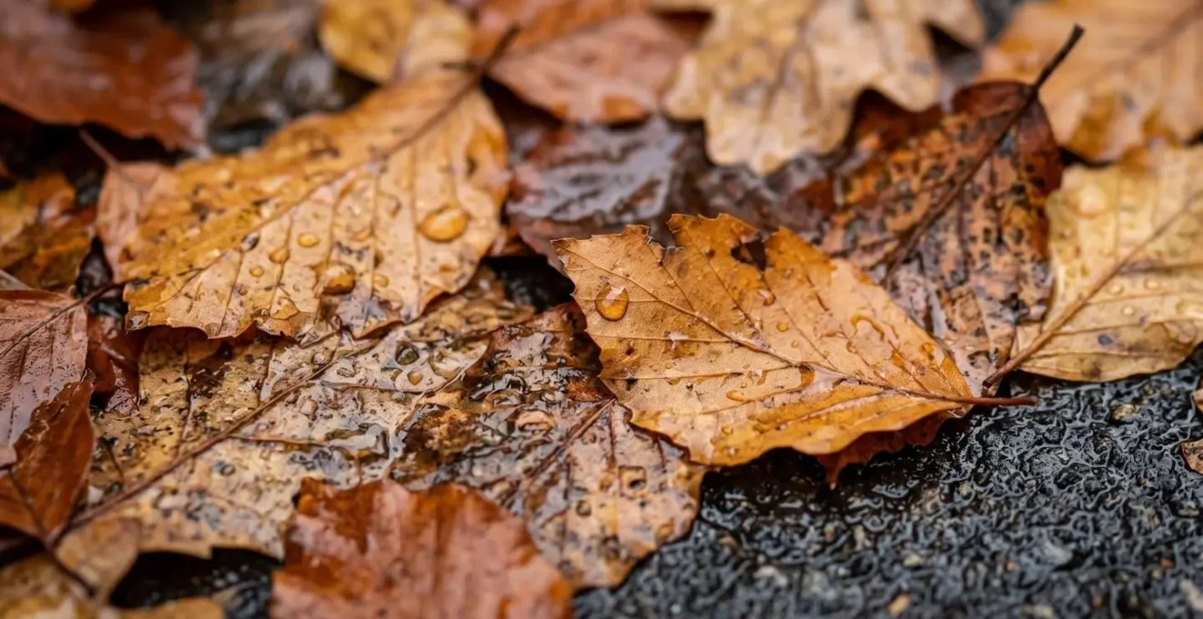 Gros plan macro sur des feuilles mortes mouillées sur une surface routière en automne